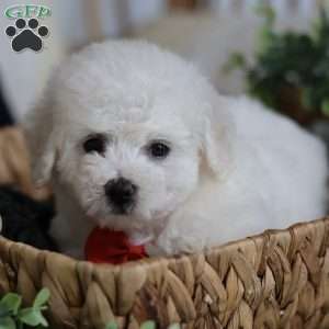 Grover, Bichon Frise Puppy